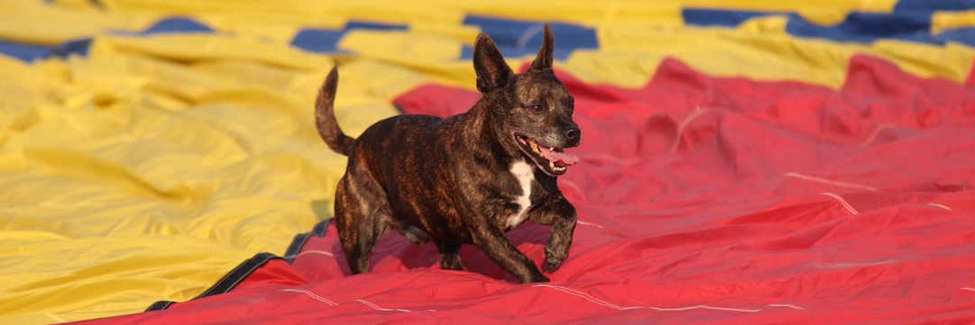 Ballonbon.nl actief in de ballonvaart sinds 1982